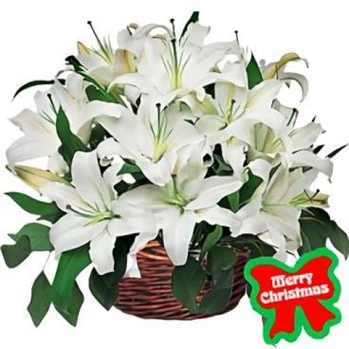 Lilies Holiday Basket (3 Lilies)